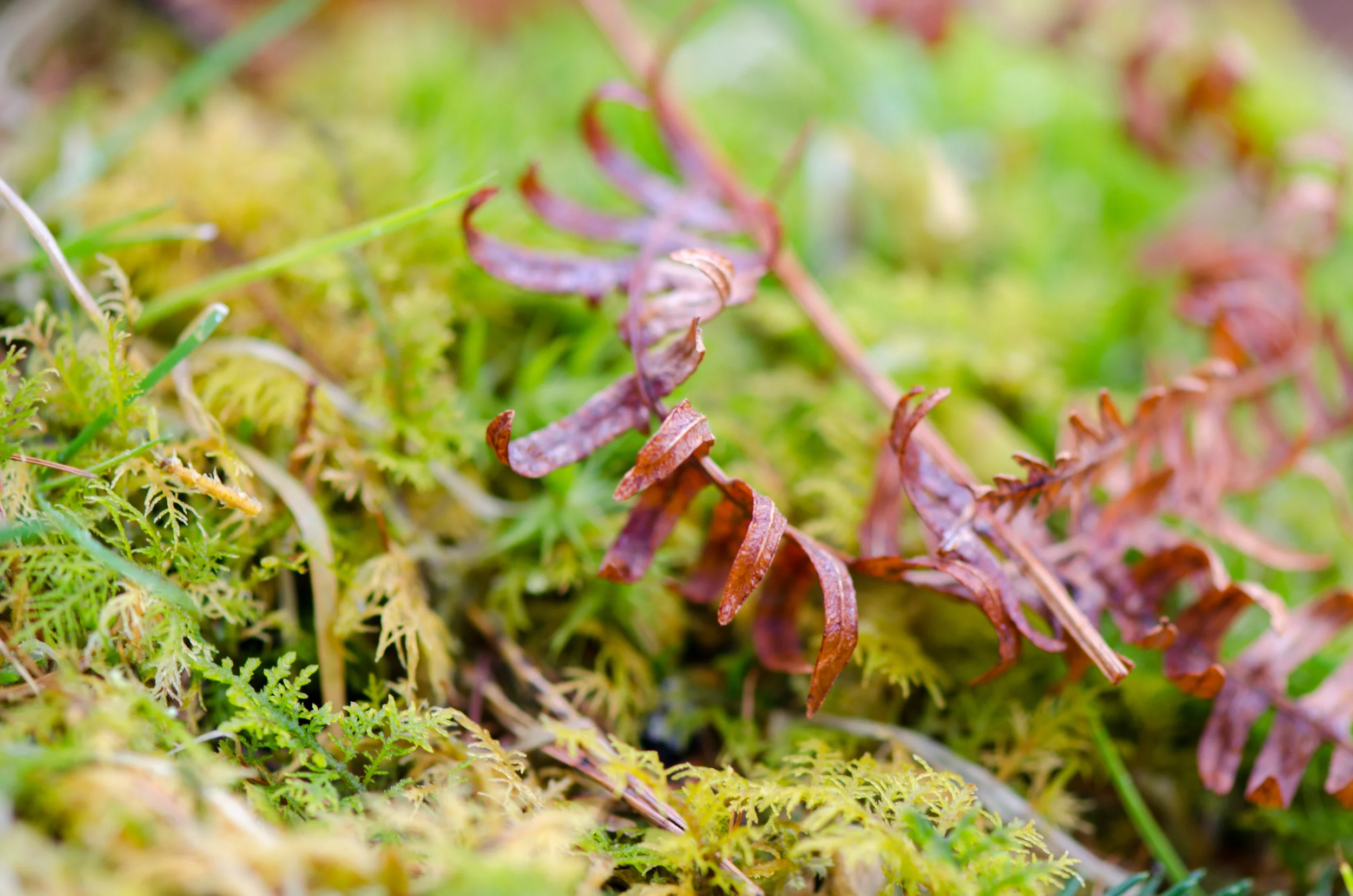 a close-up on some ferns