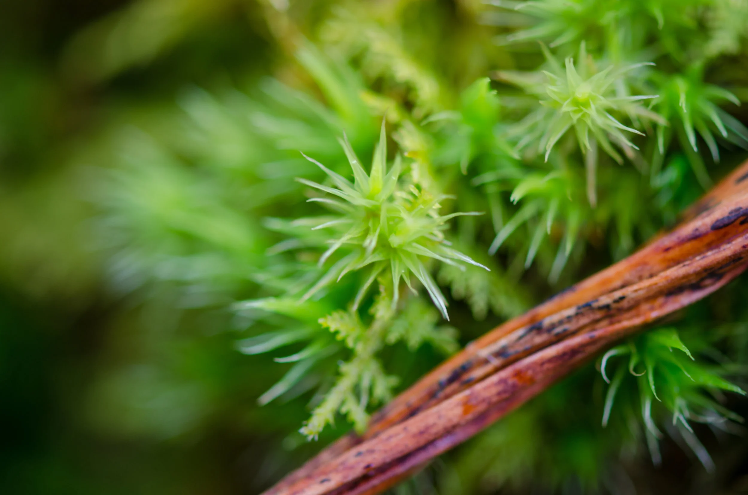 a close-up on the lush, green plants that thrive here.