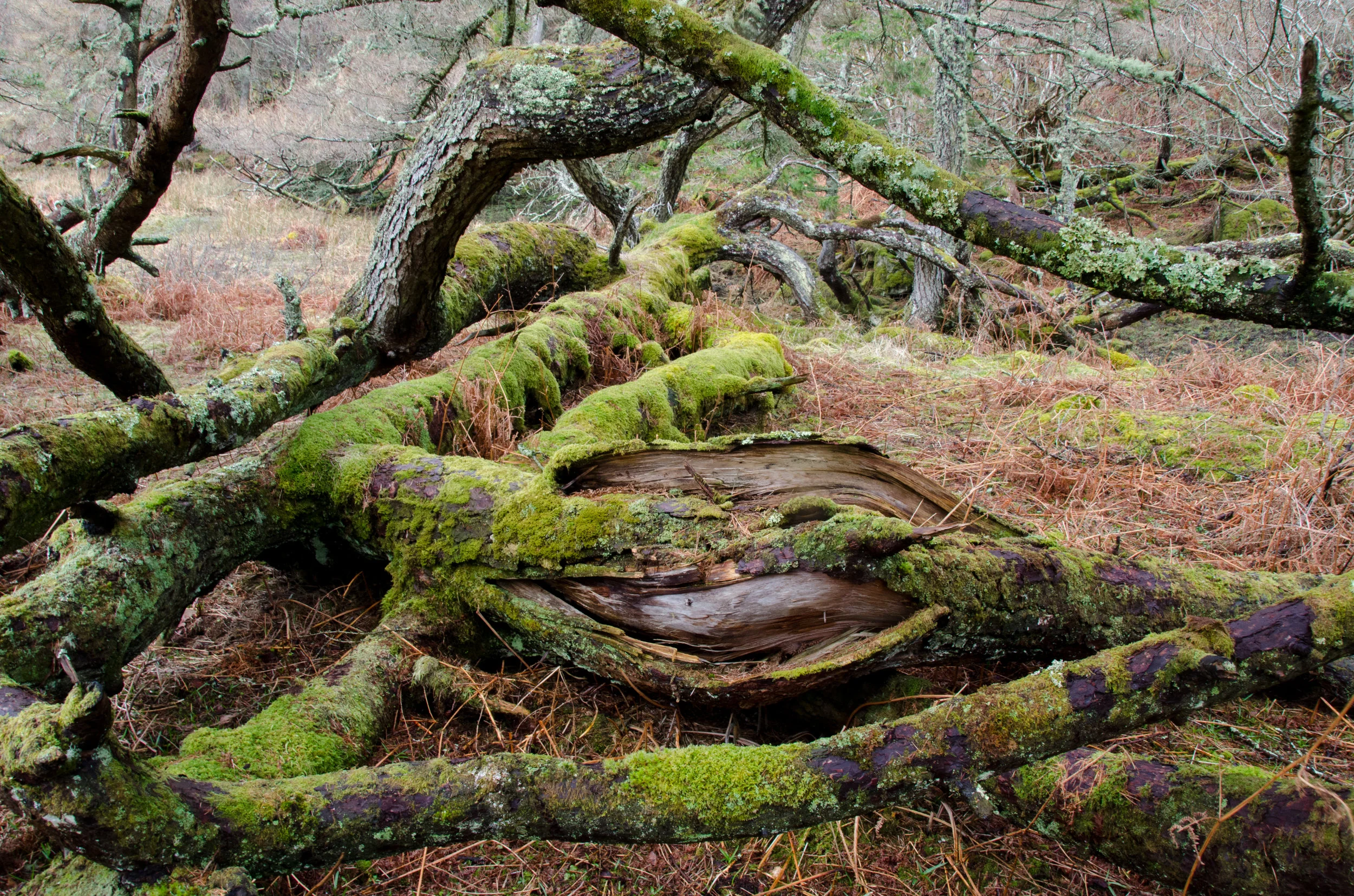 A fallen Scot’s pine, coated in moss