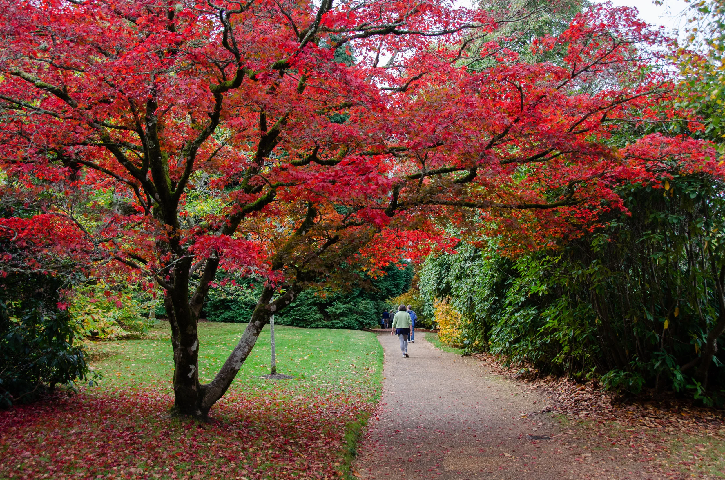A stunning Japanese maple