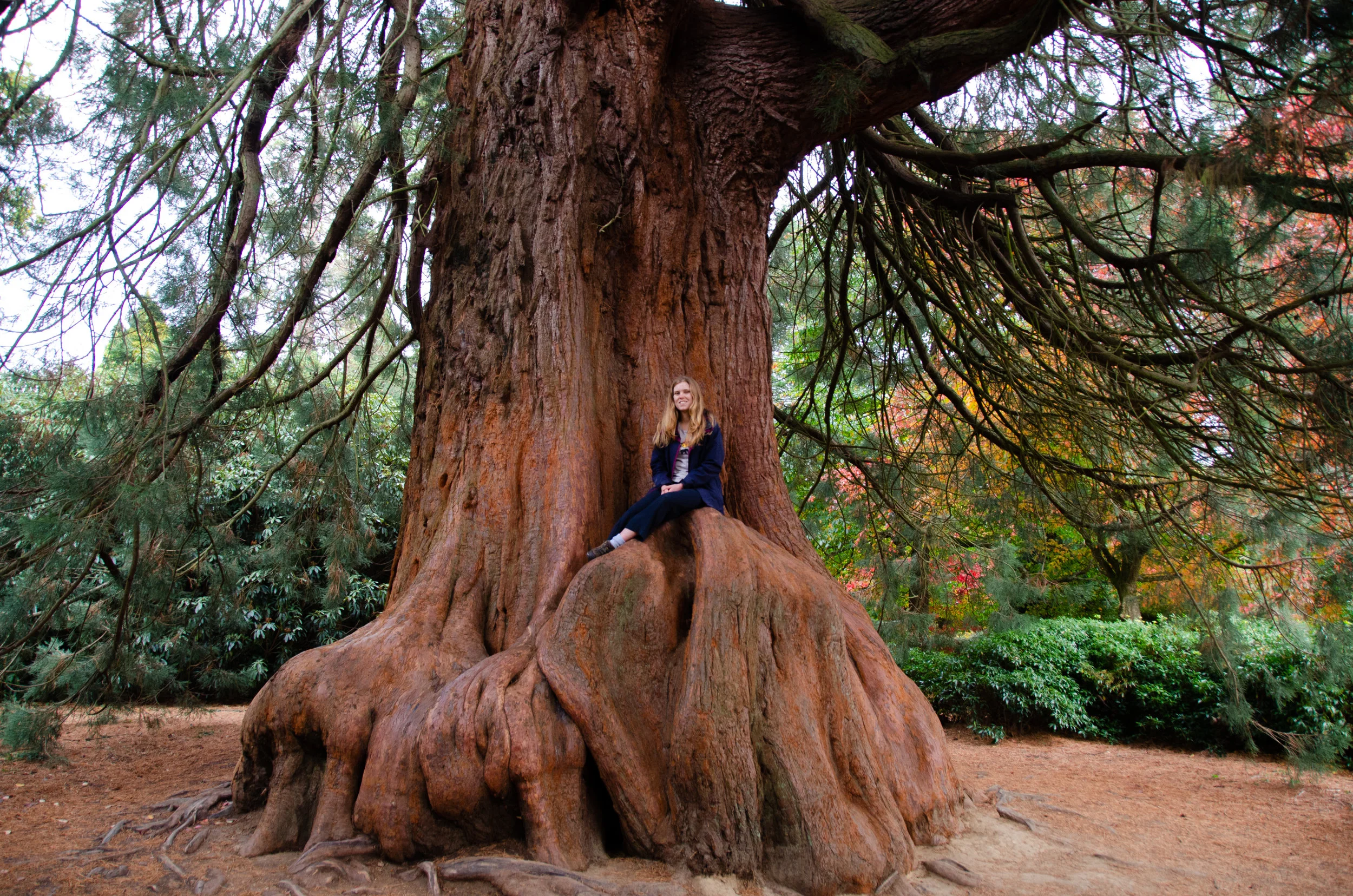 Climbing one of the park’s magnificent Red-wood trees- this one is only 80 years old and is already huge!