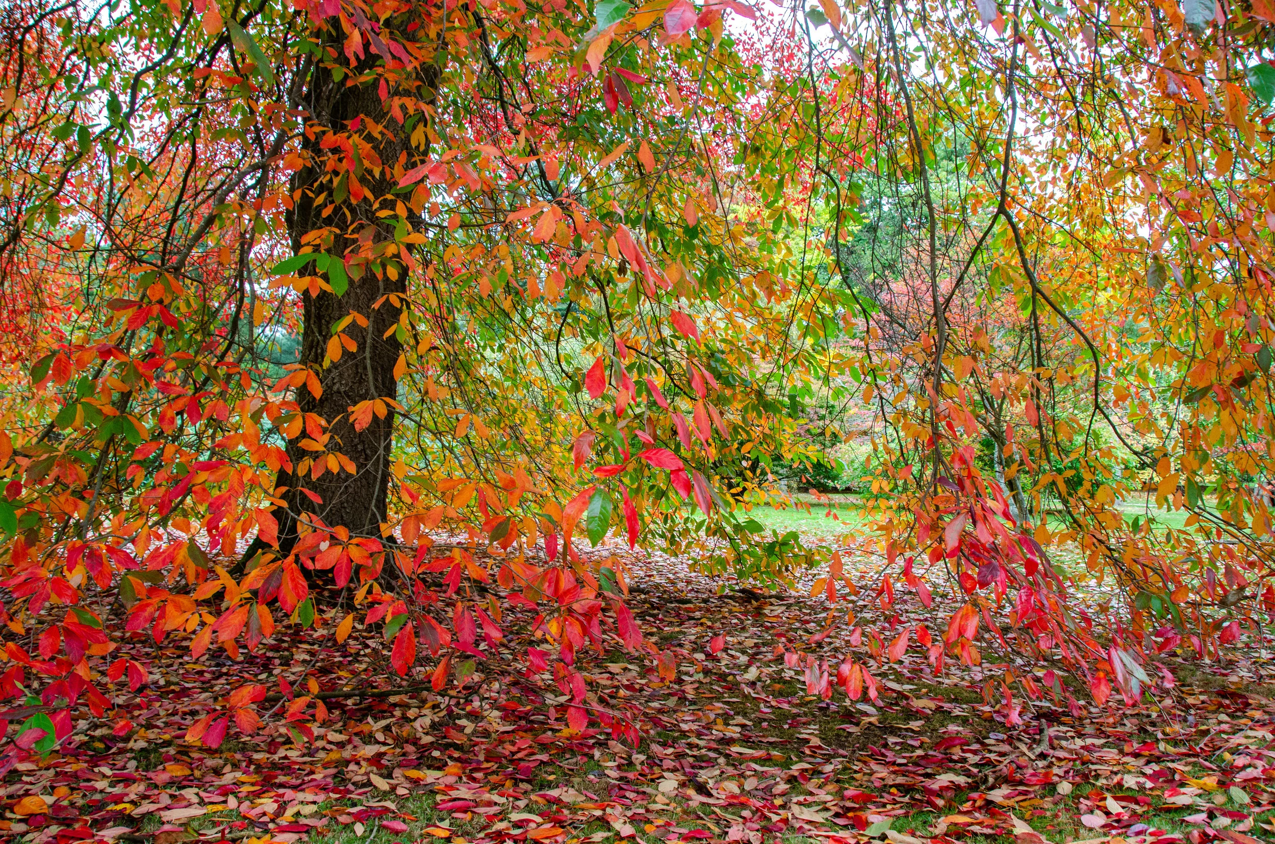Trees flaming in a riot of colour..