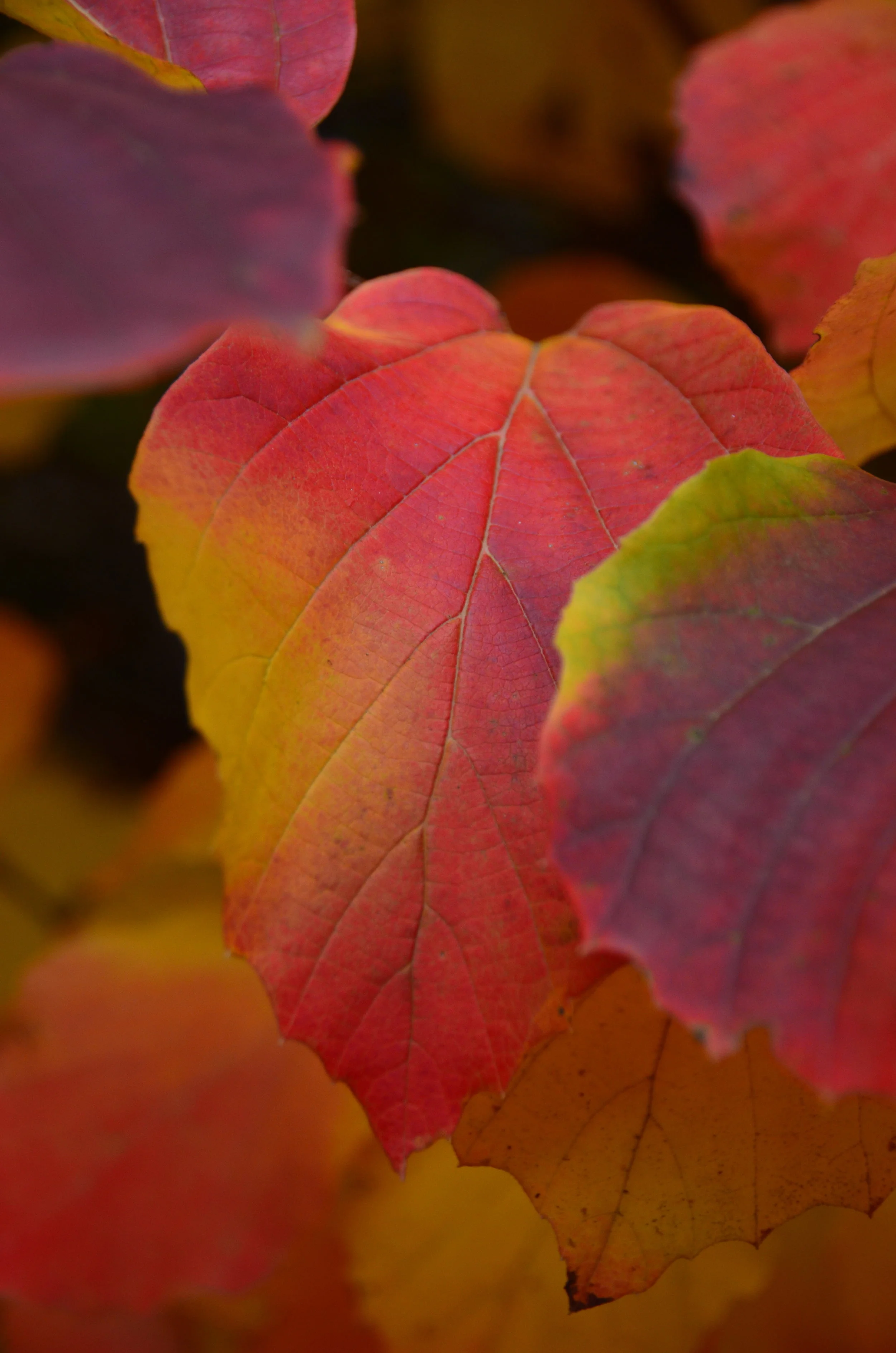 Honing in on Autumn Colour in your Photography
