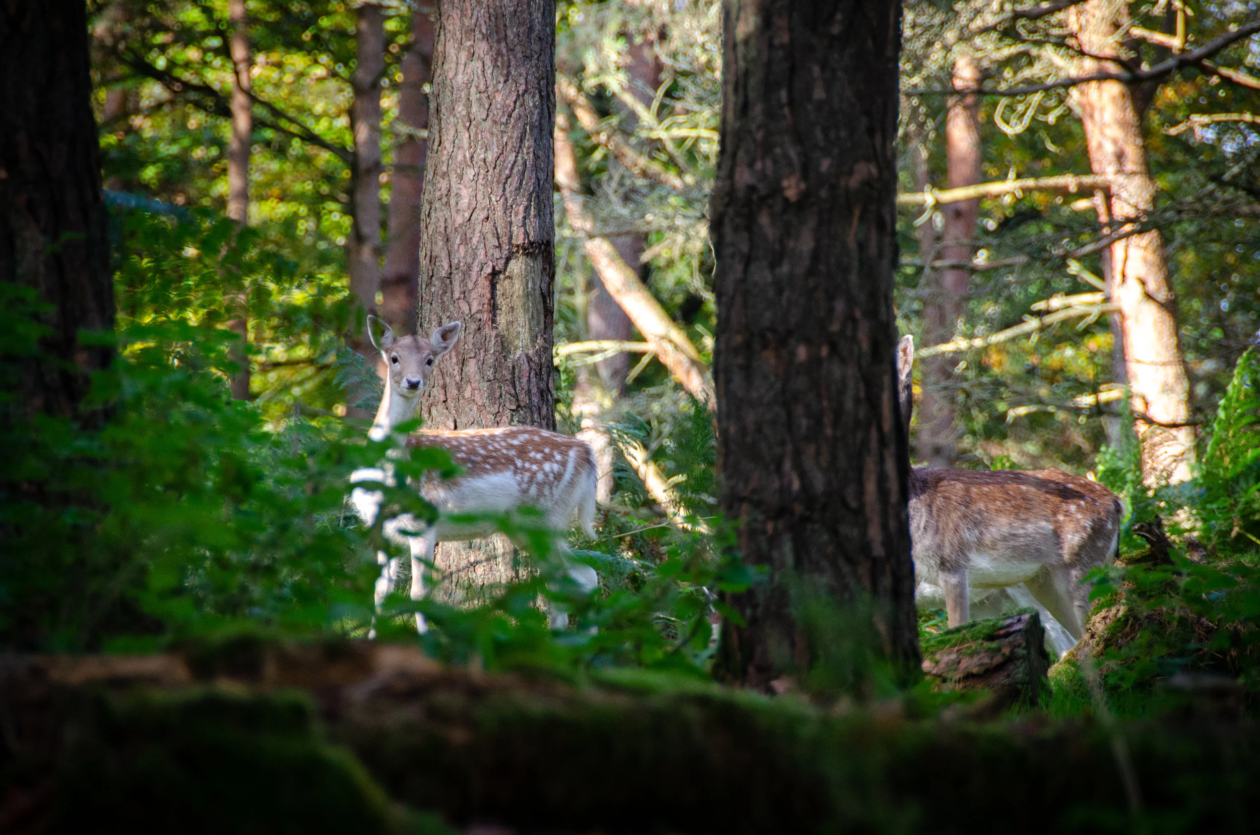 DSC_0009.jpg
