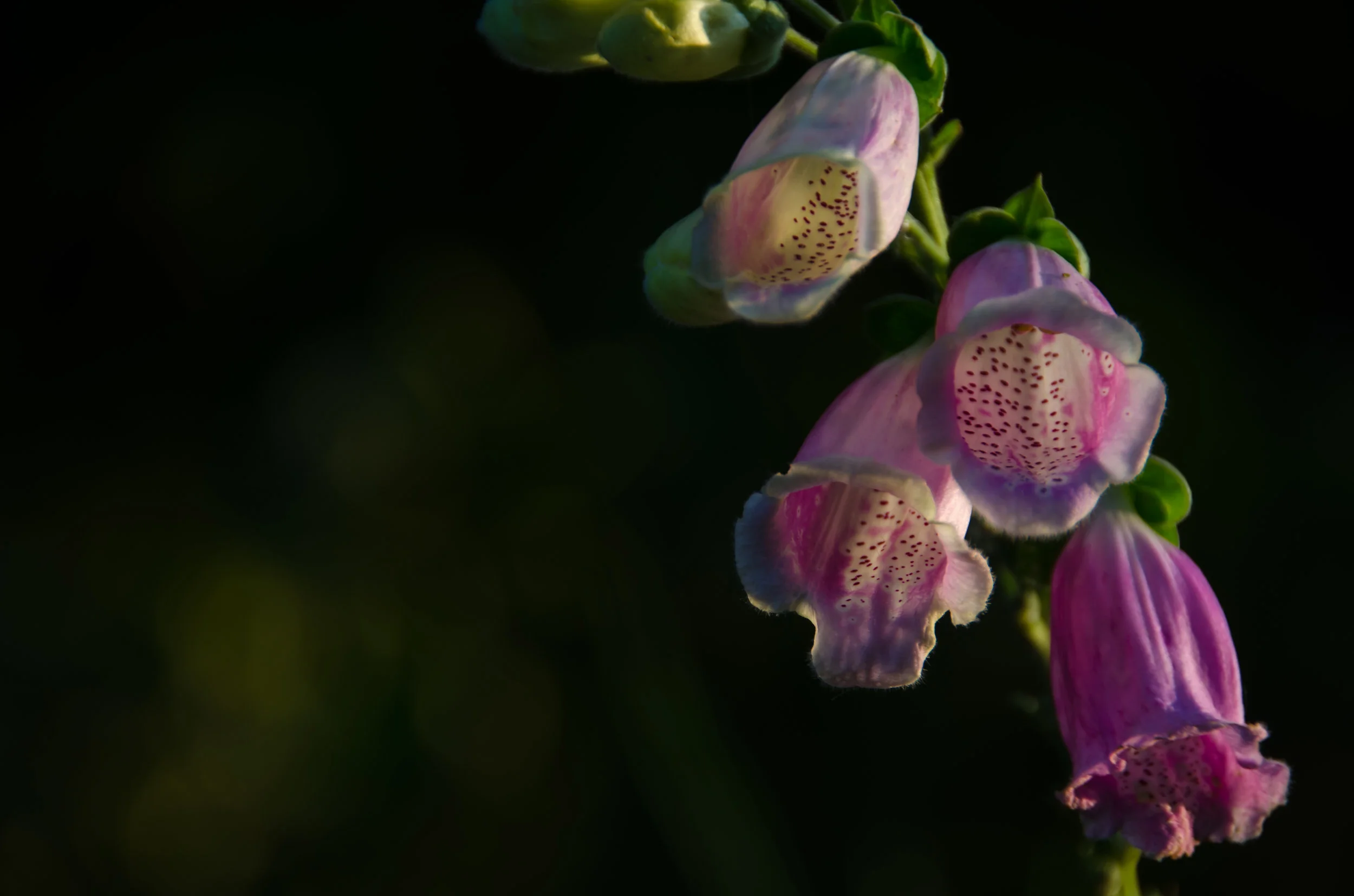DSC_2345.jpg