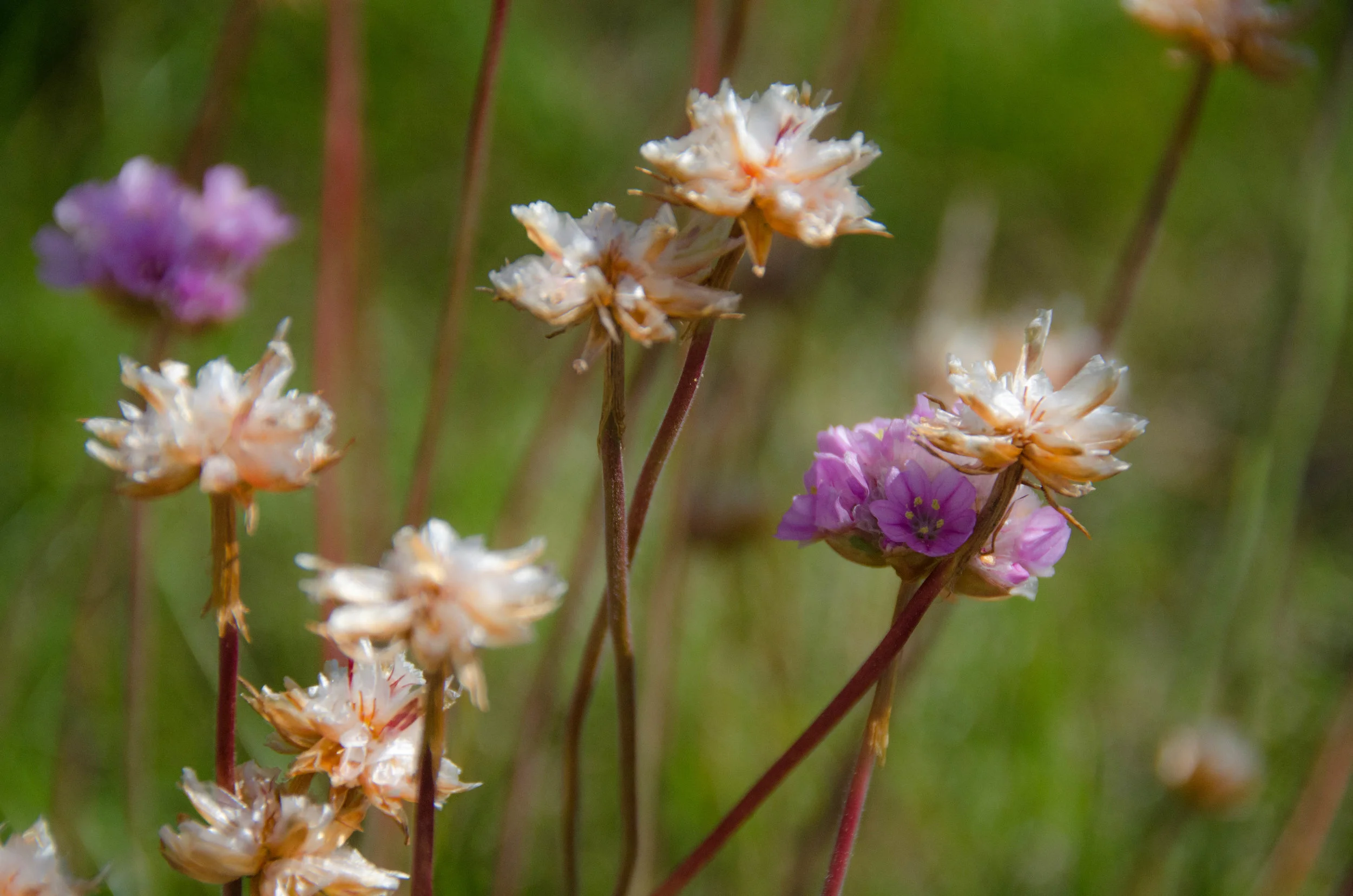 DSC_1216.jpg