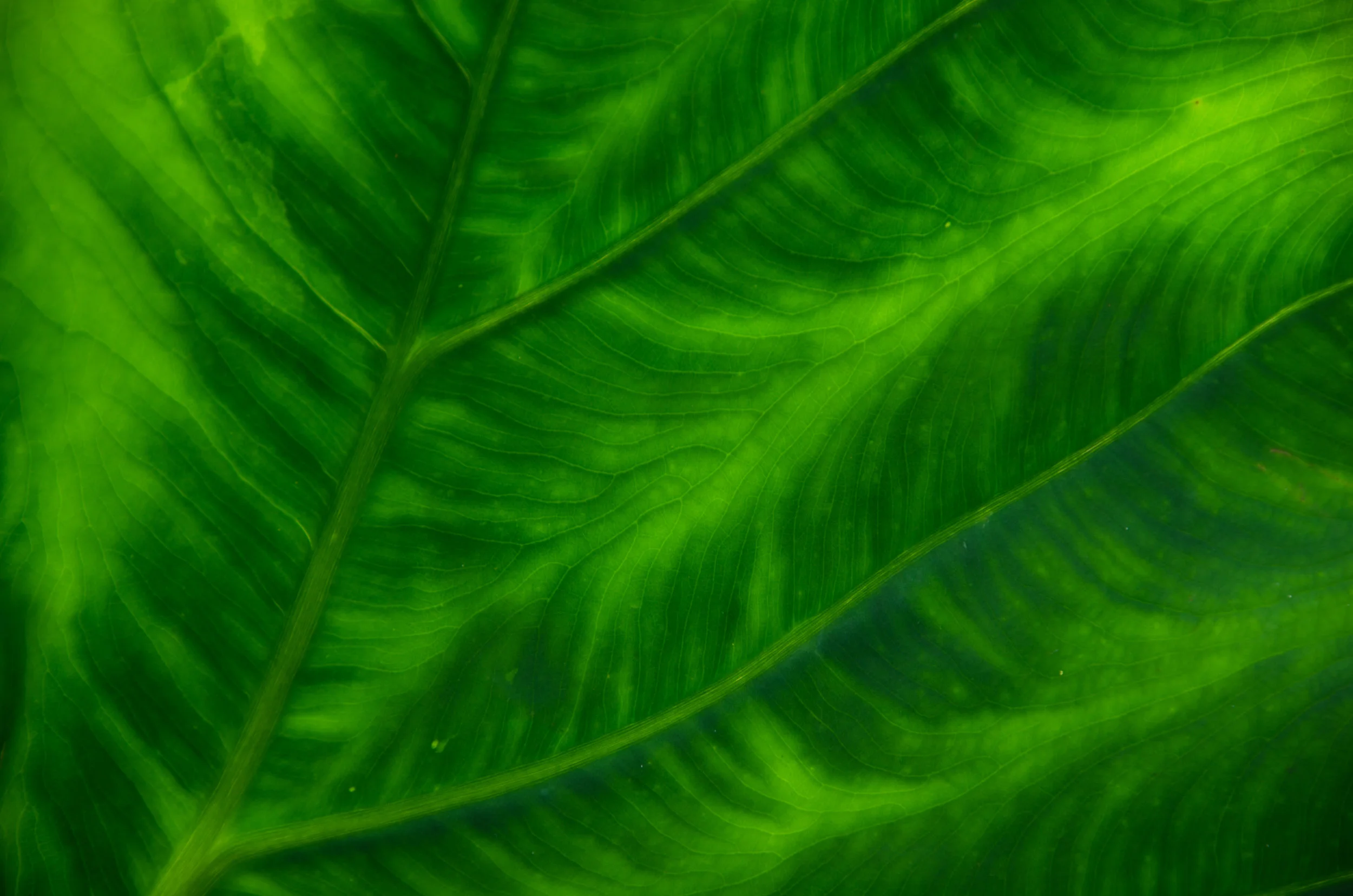 DSC_2360.jpg