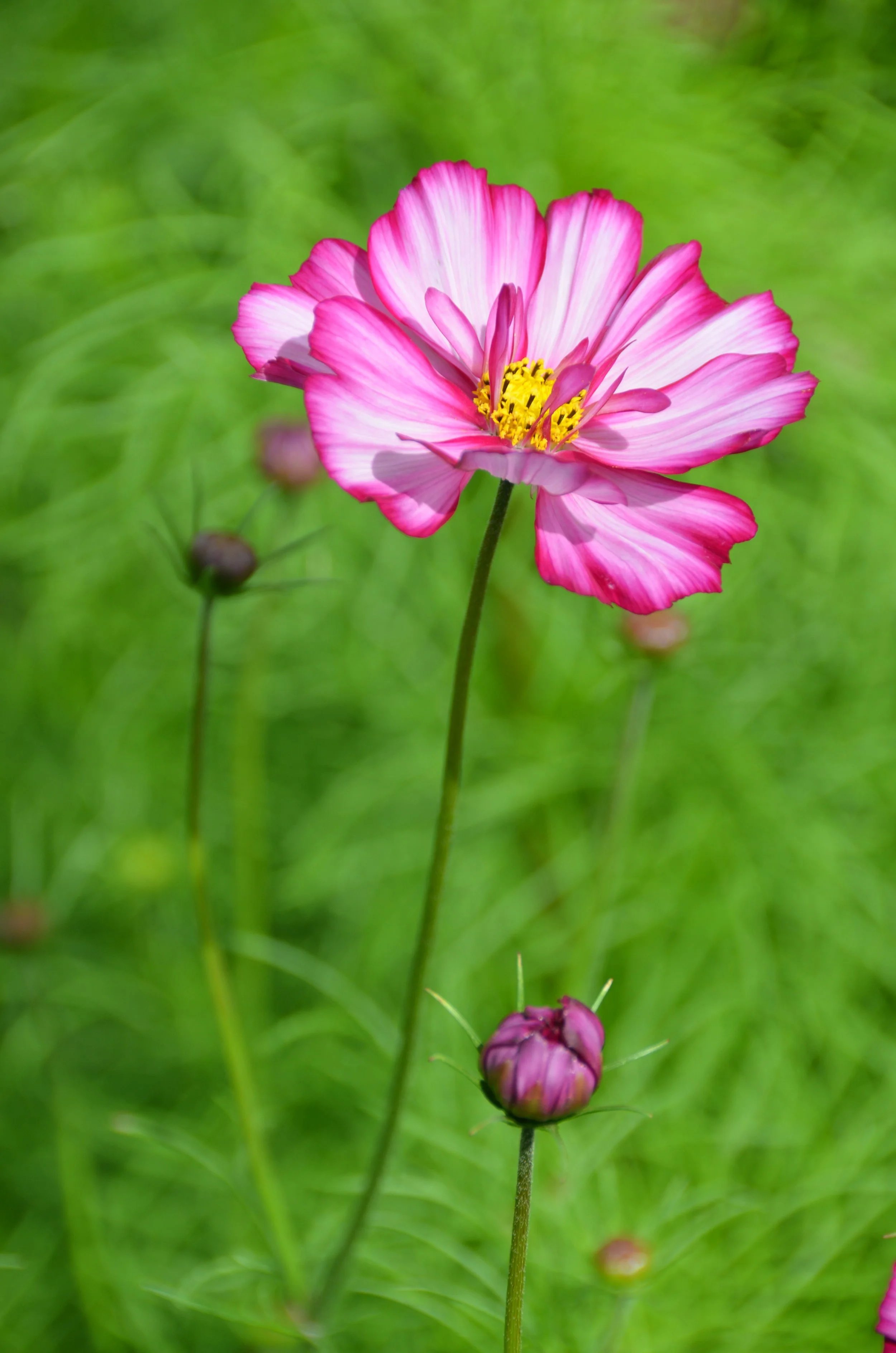 DSC_1396.JPG