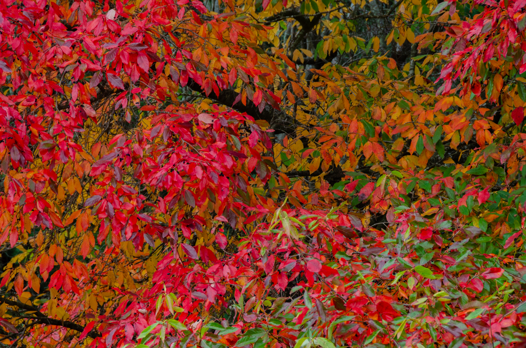 DSC_1105.jpg