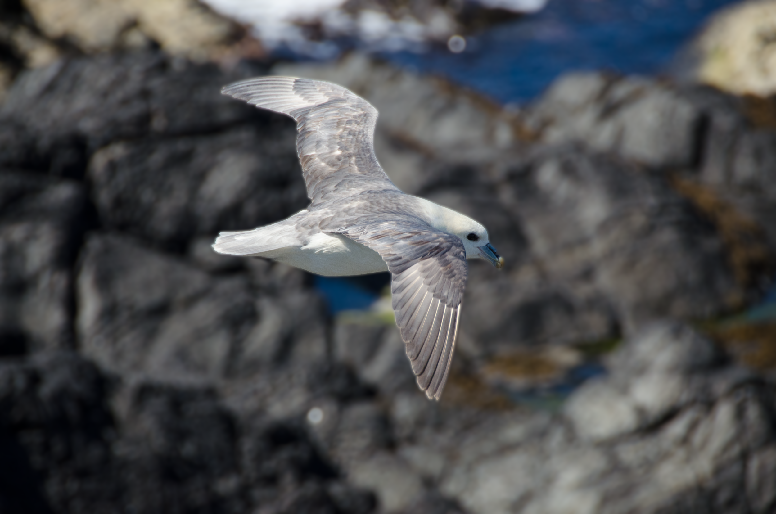 DSC_1173 part 2.jpg