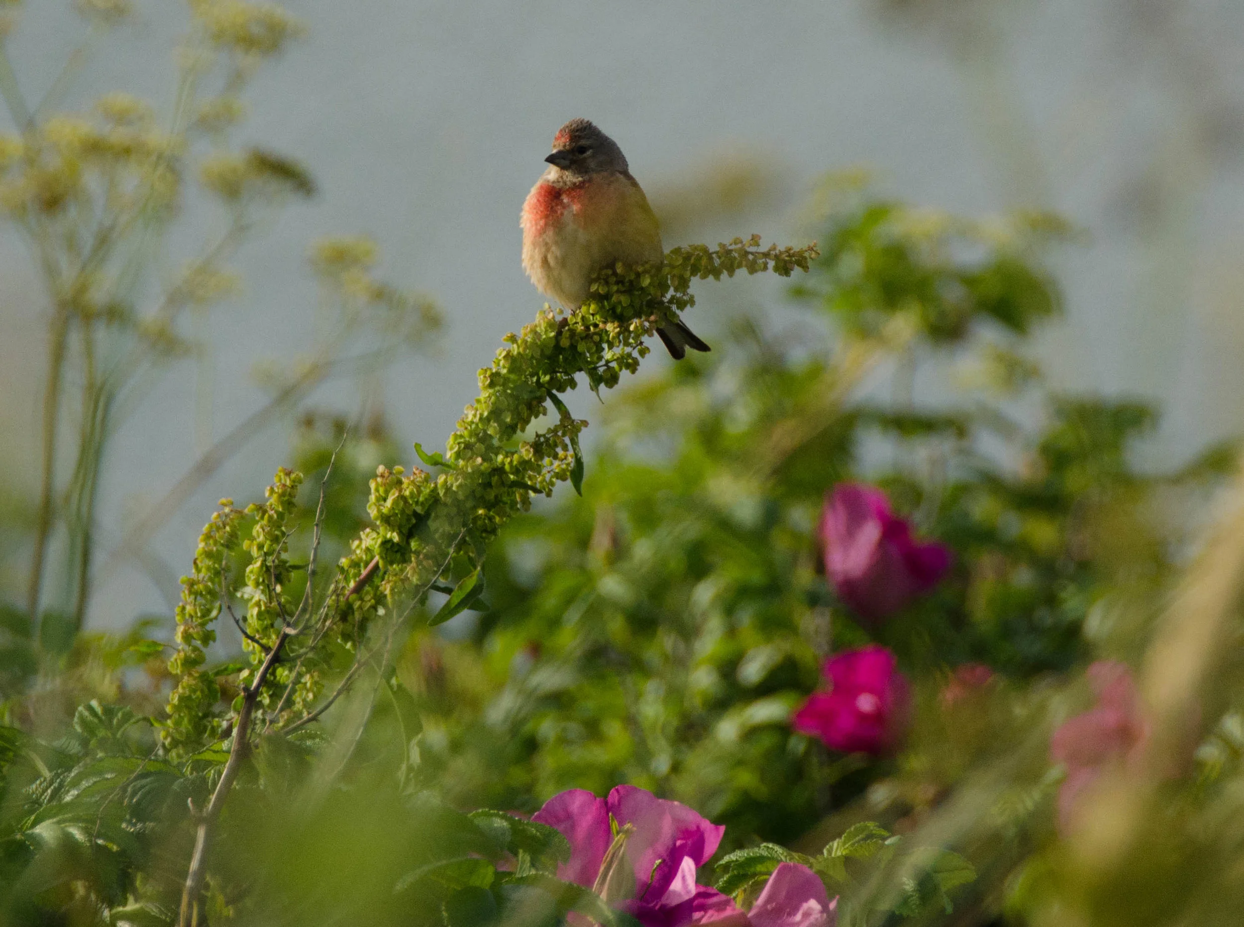 DSC_1024-2.jpg