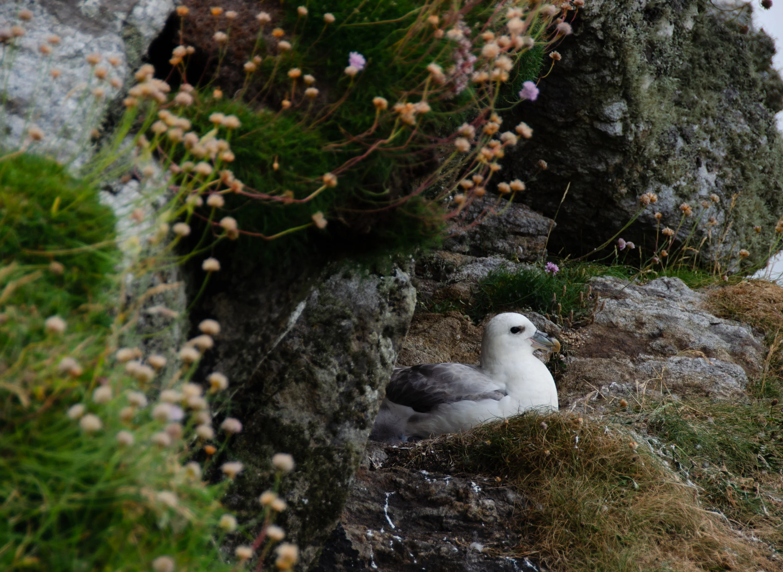DSC_0068.jpg
