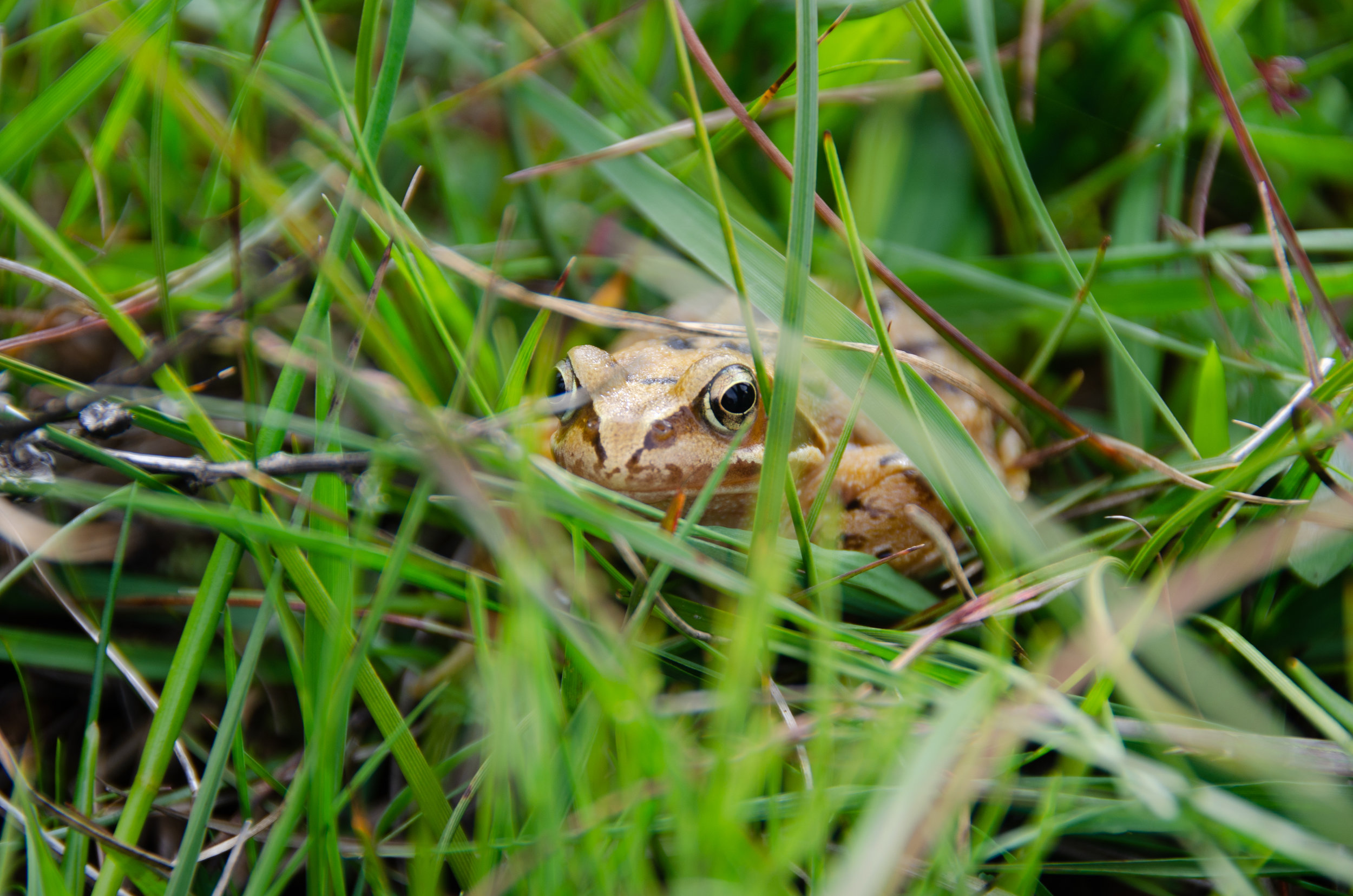 DSC_0326.jpg