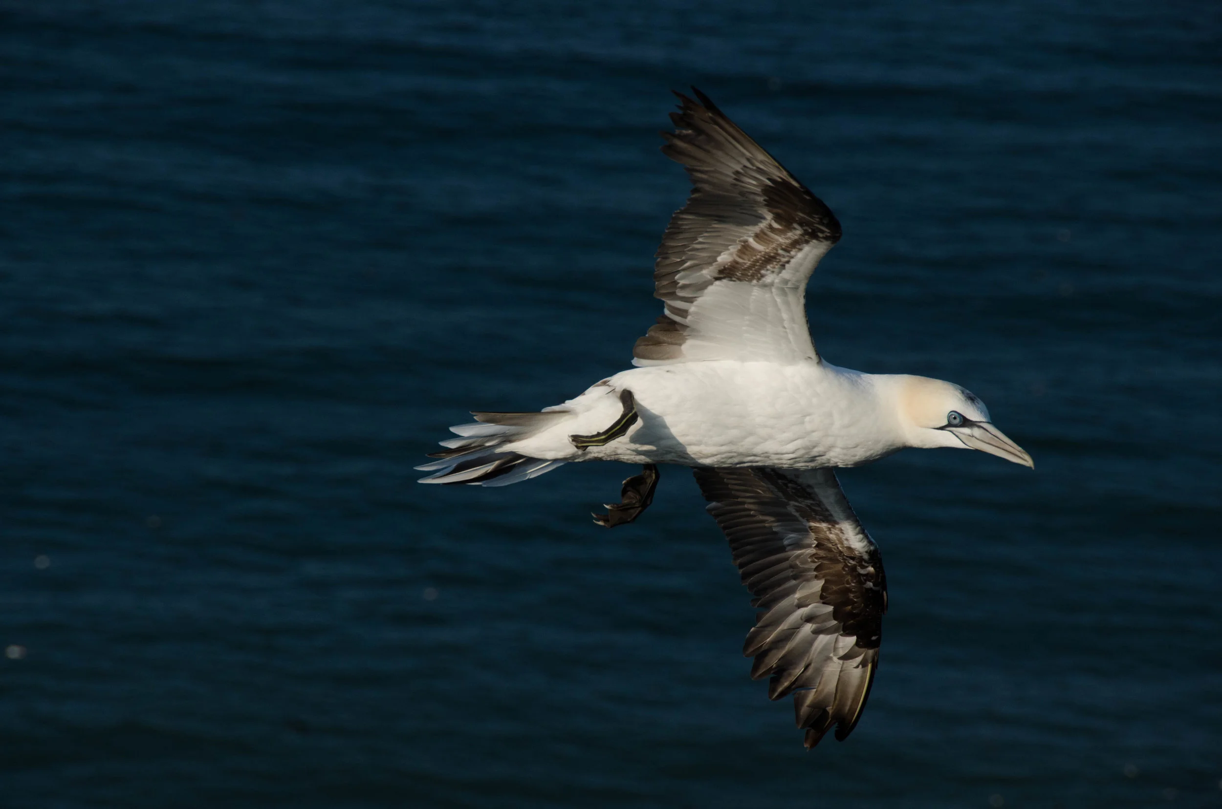 DSC_0394.jpg