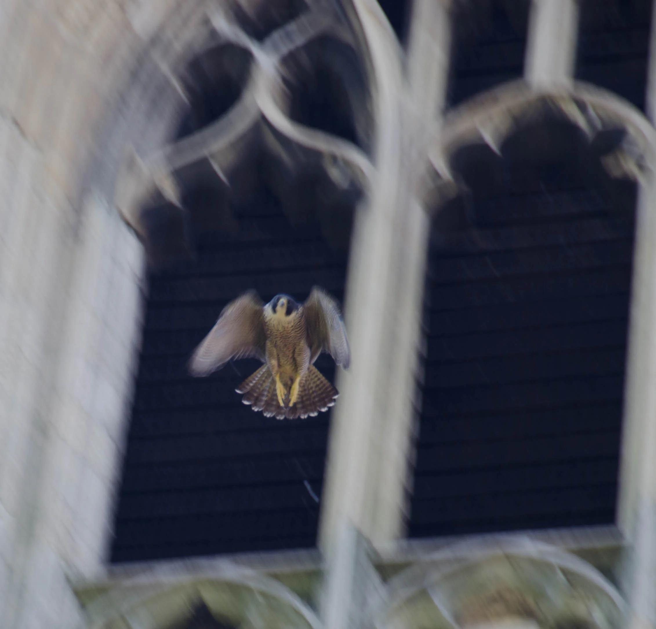 DSC_2097.jpg