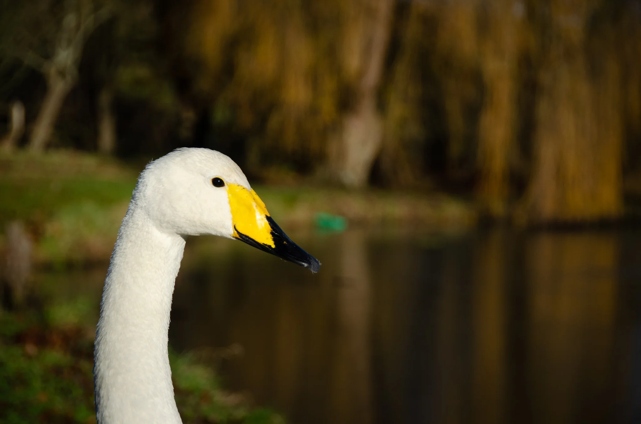 DSC_1034.jpg