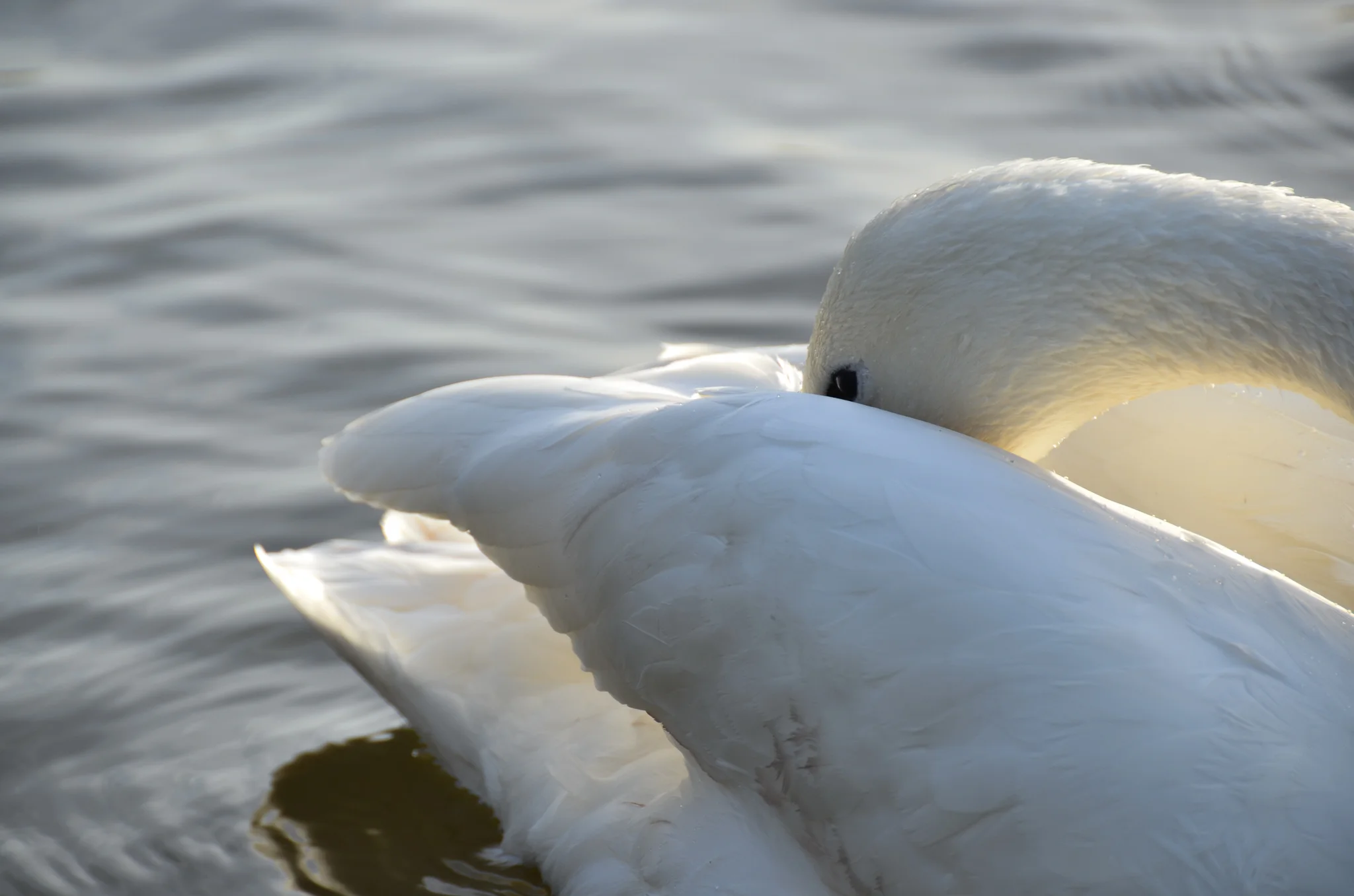 DSC_0172.jpg
