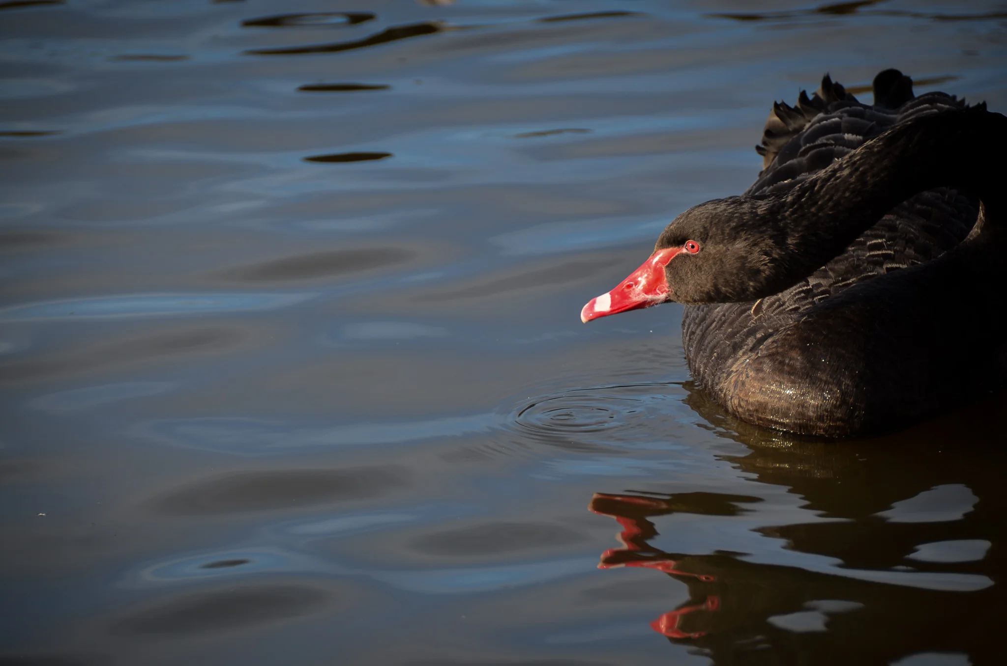 DSC_0182.jpg