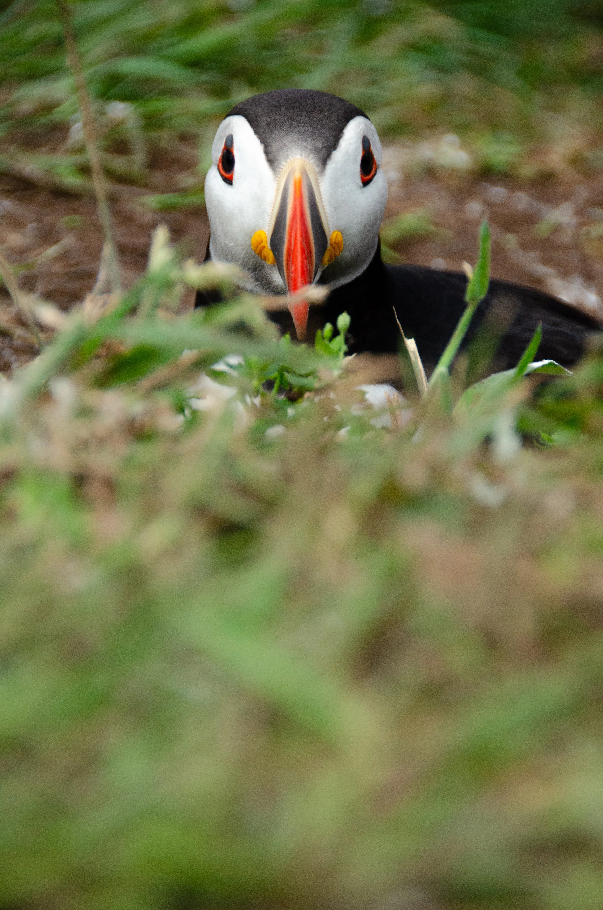 DSC_0494.jpg