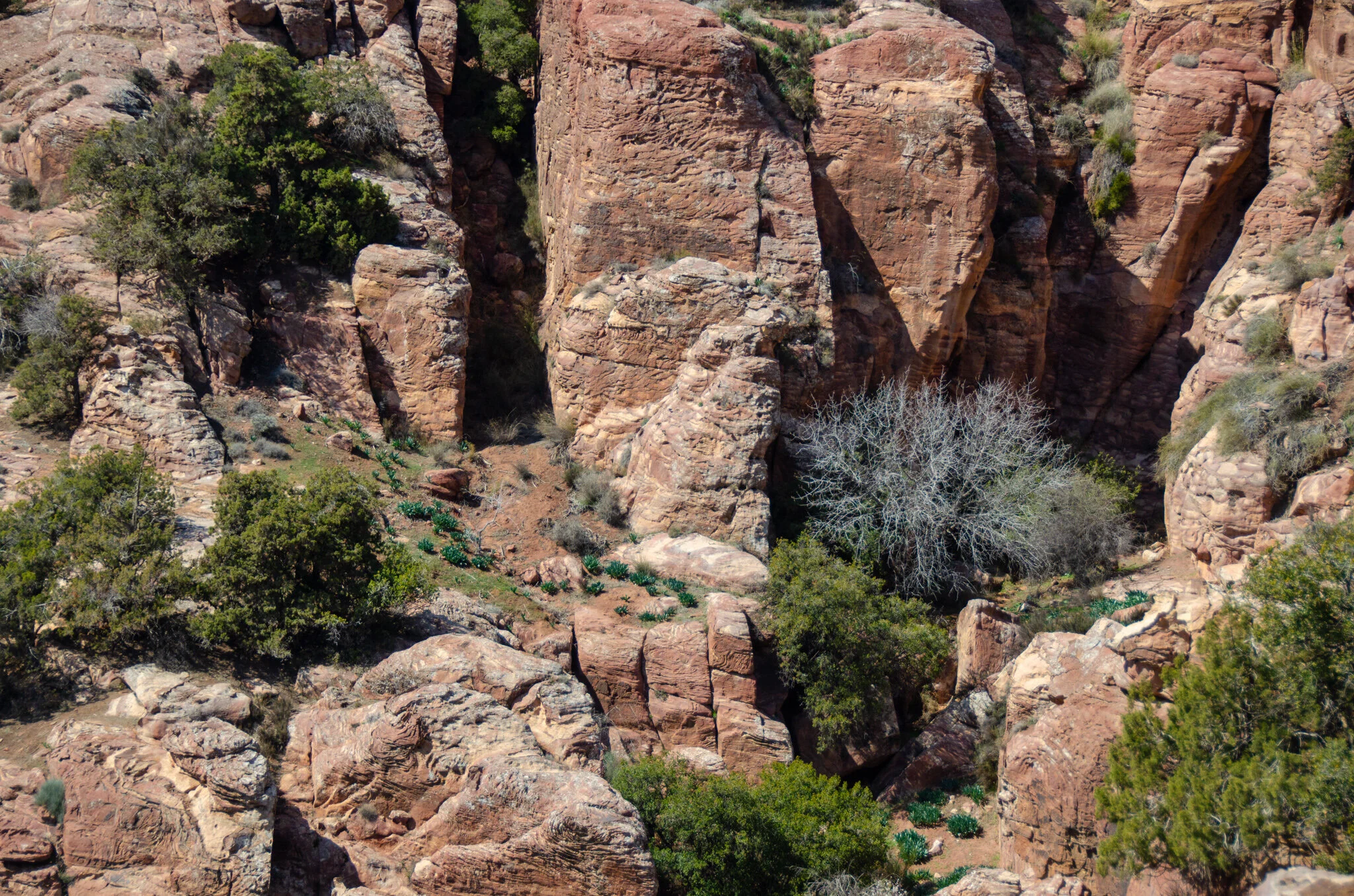 Green just starting to come through