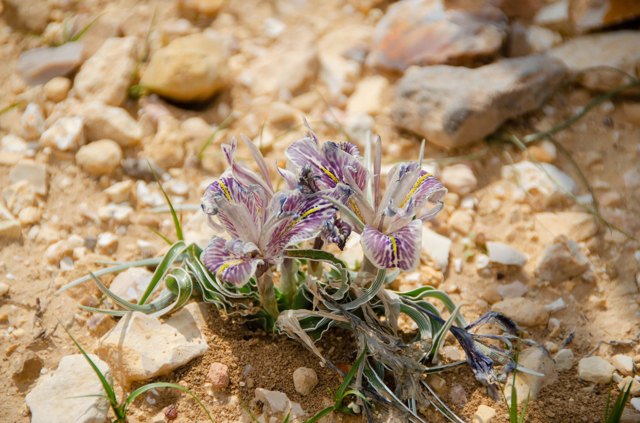 wild purple iris