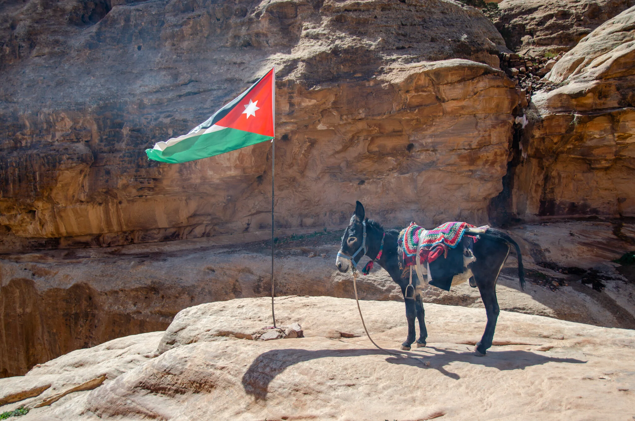 A donkey and his flag!