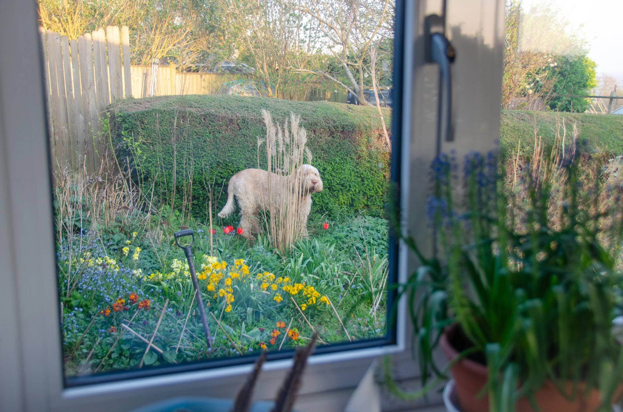 Window views- Peppy trying to camouflage in with the grass..