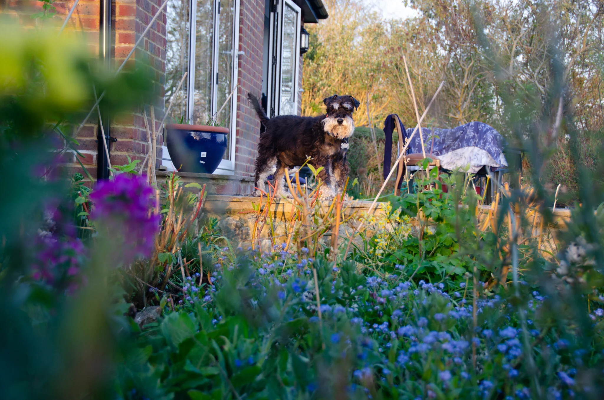 Charlie in the garden