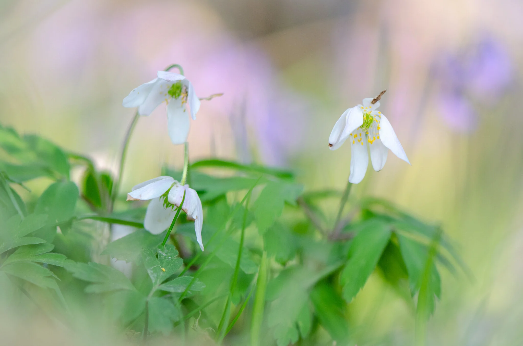 White wood anemones- fairy flowers of the forest.