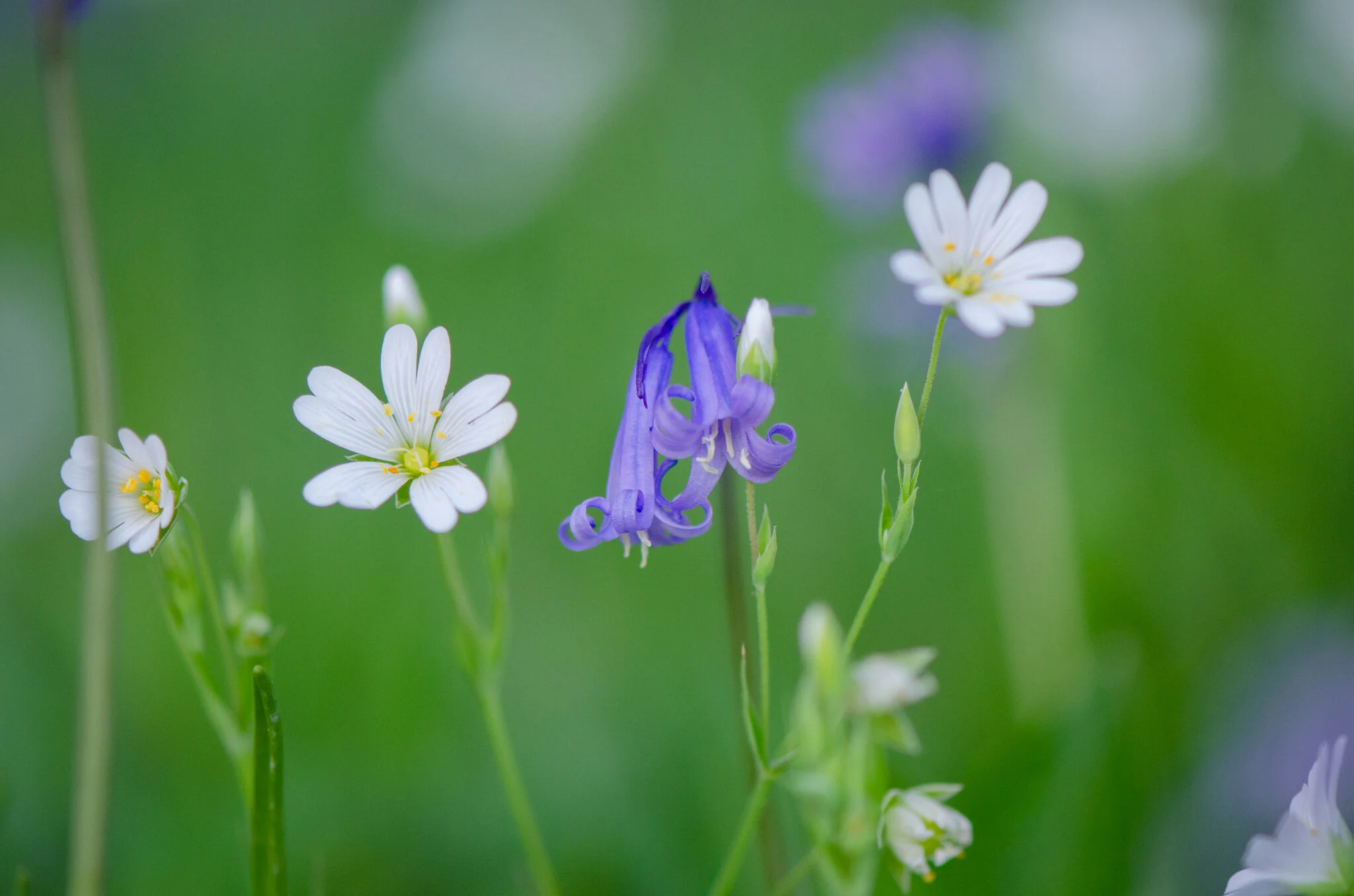 A trio of flowers