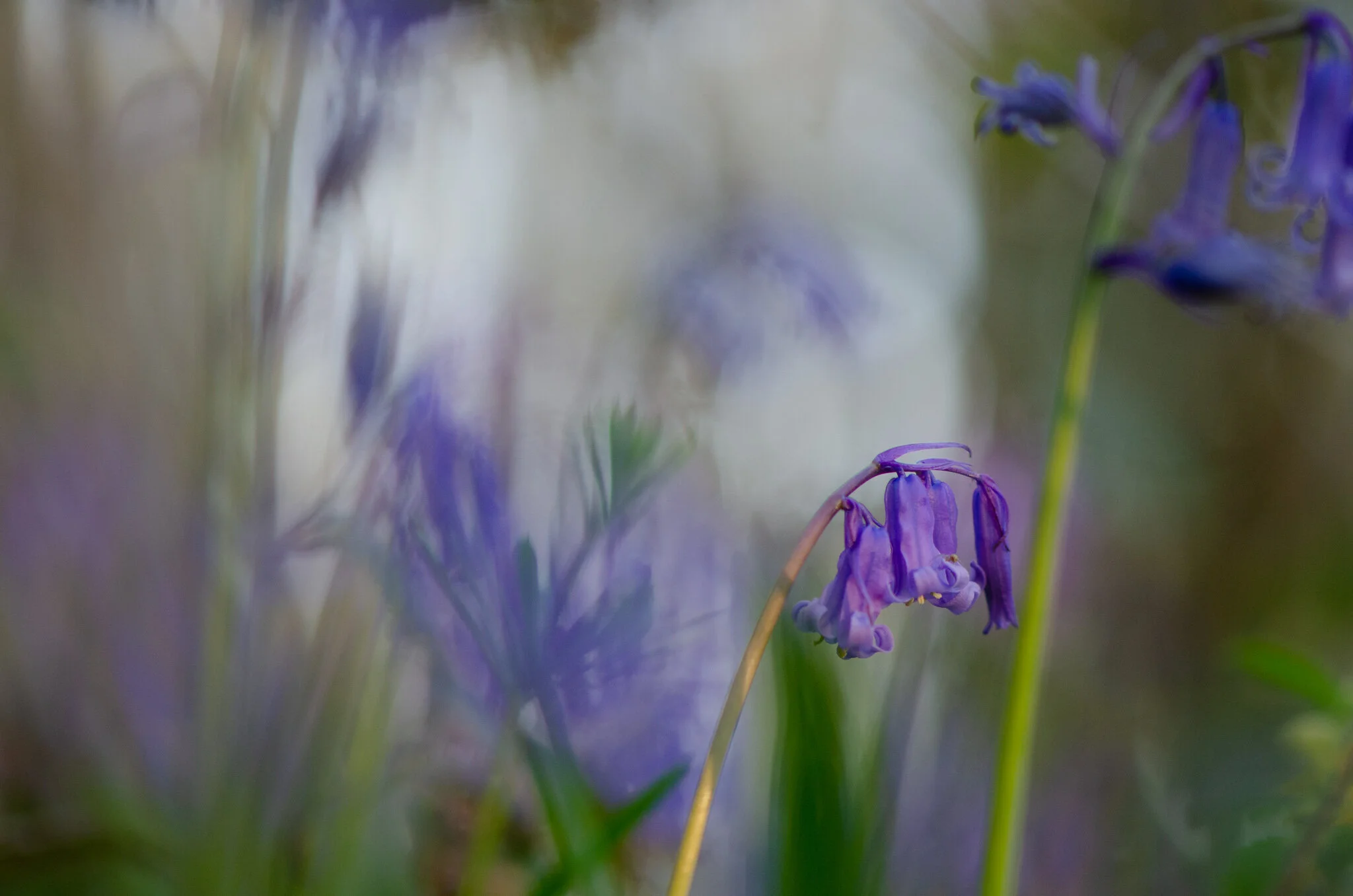 Bluebell haze