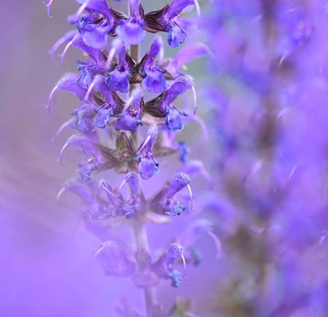 Dizzy with purple.
I'm not too sure what this plant is- any plant enthusiasts know? But the bees absolutely love it- it's covered in them all day long.