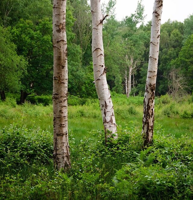 3's a crowd unless you're a beautiful trio of silver birch. I recently visited Hothfield Common and I've found another great spot close to home with lots of nature and wildlife potential. It's a maze of old growth woodland, semi-wild ponies, highland
