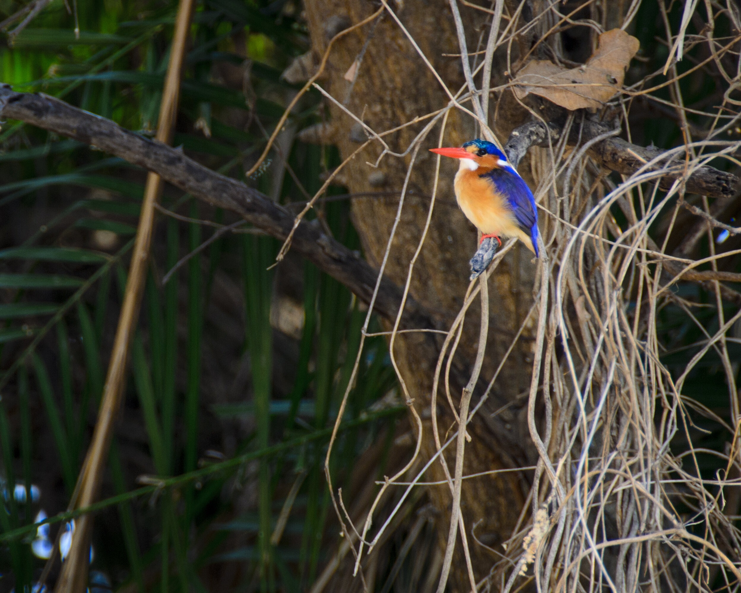 DSC_2735-2.jpg