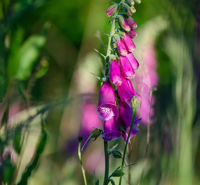 Foxglove flurry. I stumbled upon this little area of coppiced wood and foxgloves were sprouting up everywhere- one of my favorite flowers and much loved by the bees too. They seem to pop up anywhere and everywhere. 
#foxgloves
#woodlandflowers #wildf