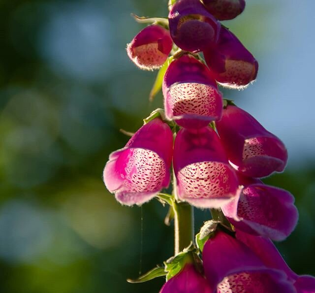 Foxgloves glowing in the evening light-magical time of the day to be out photographing 🌸

#foxgloves #wildflowerphotography #woodlandflowers