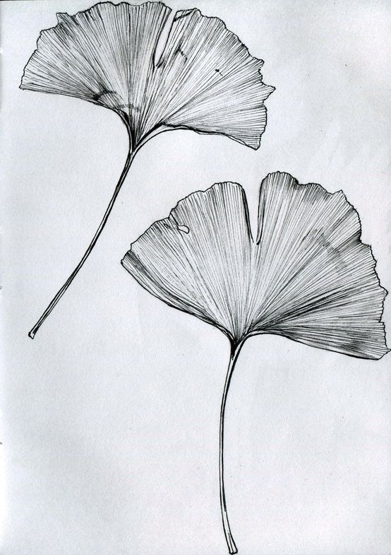 MillicentHawk⌭Optimal-Contact⋅Ginkgo.jpeg