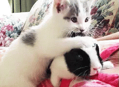 MillicentHawk⌭Optimal-Contact⋅cat-rabbit.gif