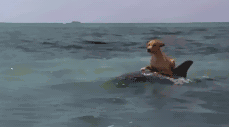 MillicentHawk⌭Optimal-Contact⋅Dog-Dolphin.gif