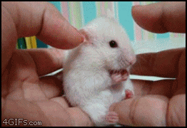MillicentHawk⌭Optimal-Contact⋅mouse-surprise.gif