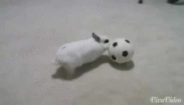 MillicentHawk⌭Optimal-Contact⋅bunny-football.gif