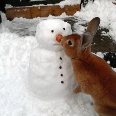 MillicentHawk⌭Optimal-Contact⋅carrot-nose-nibble.jpg