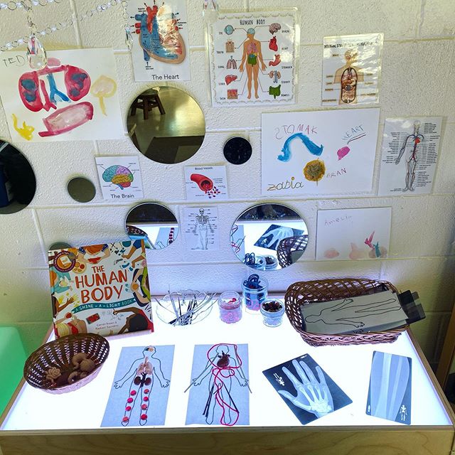 An invitation to share what we know about the human body 🧠❤️#inquirybasedlearning #anatomyart  #youngscientist #lighttable #xray #safariltd #loosepartsplay
