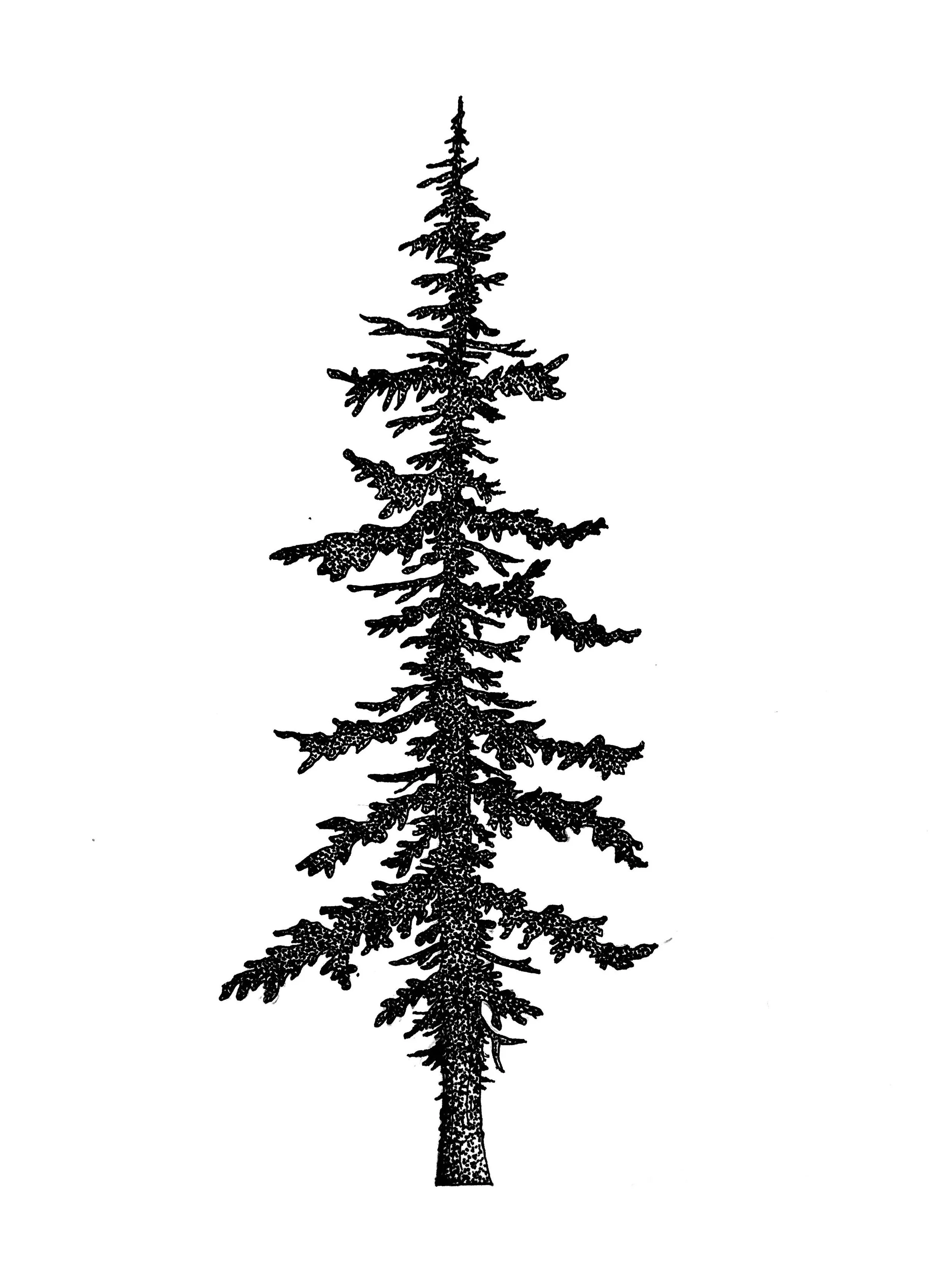 Shadow Pine.jpg