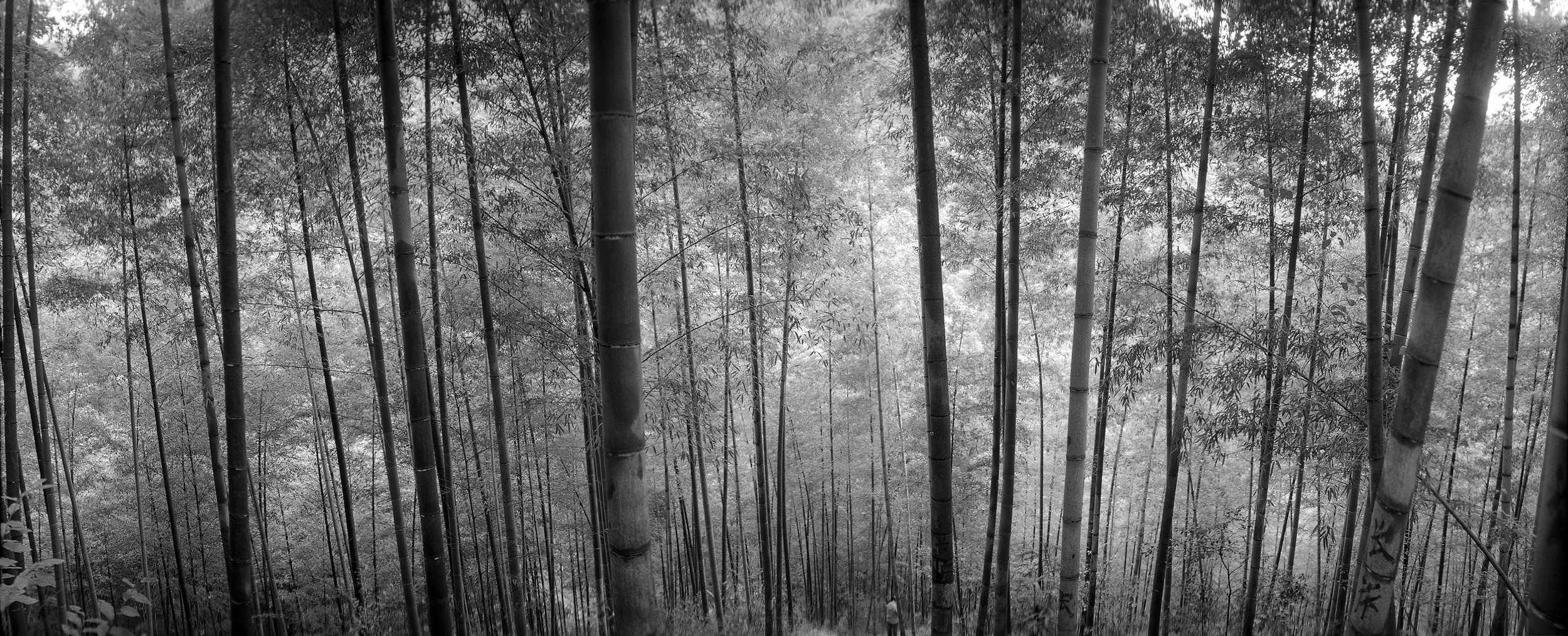 竹高林深，心静思远。