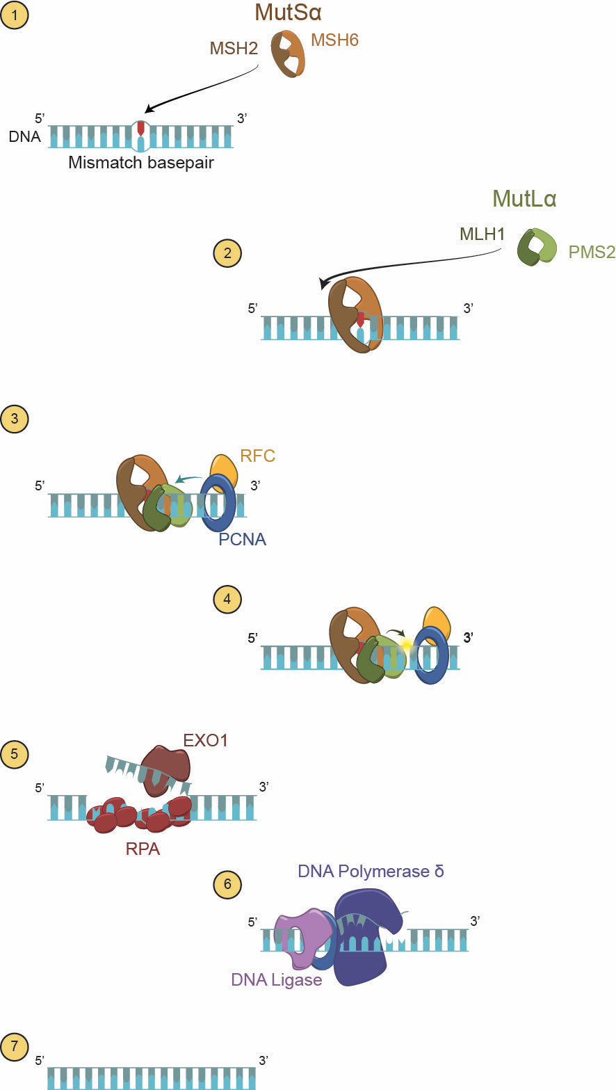 Figure 3. Mechanism of mammalian MMR by Ursula Florjanczyk