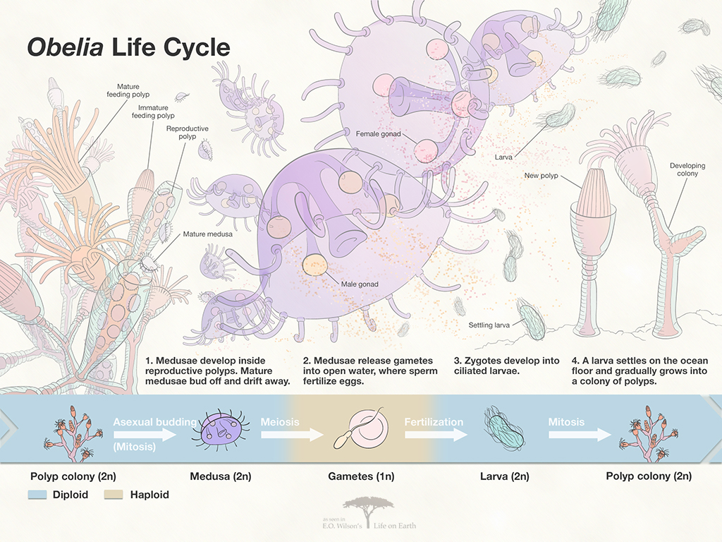 Obelia Life Cycle