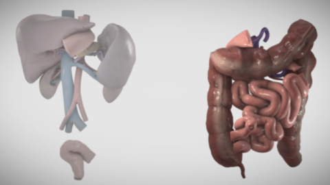 Still from ex vivo small bowel transplant video (Cred: The Toronto Video Atlas for Liver, Pancreas and Transplant Surgery)