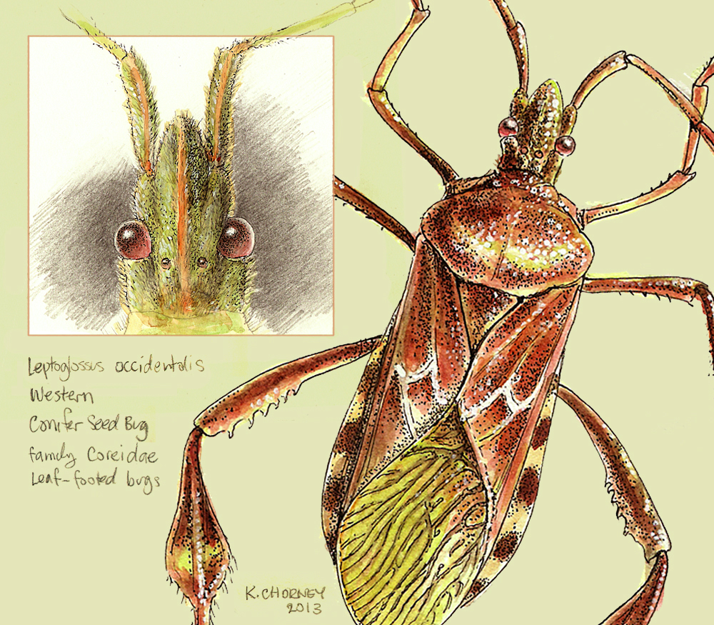 leptoglossus occidentalis