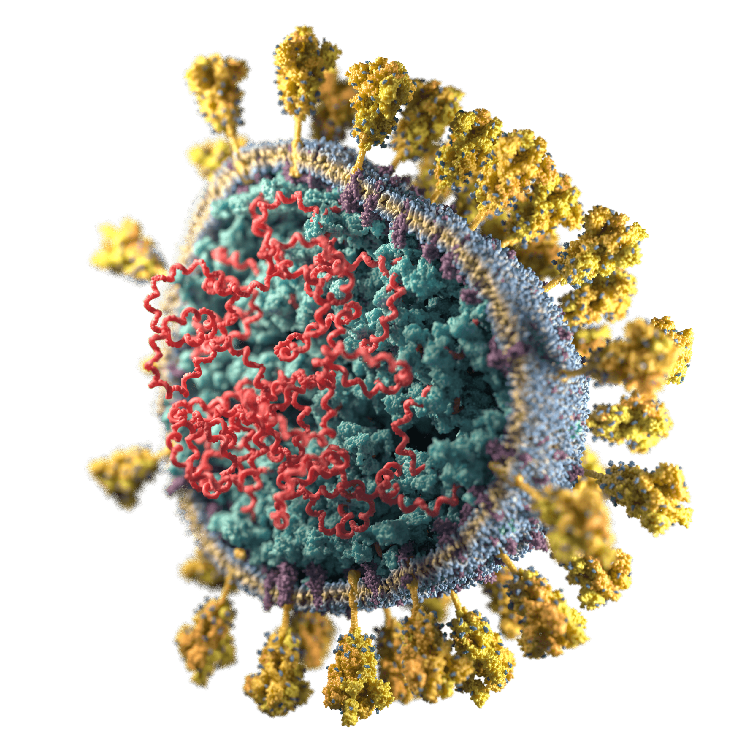 Коронавирус SARS-cov-2. Вирус SARS-cov-2 под микроскопом. Коронавирус SARS. Штаммы коронавируса под микроскопом. Ковид 2 вирус